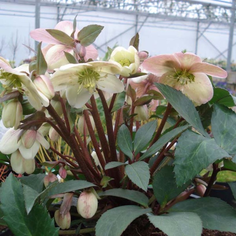 Helleborus nigercors Candy Love (Hafen)