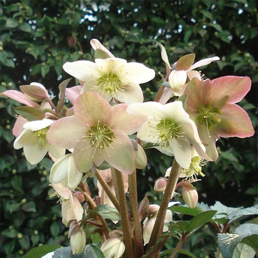 Helleborus nigercors Emma (Blüte)