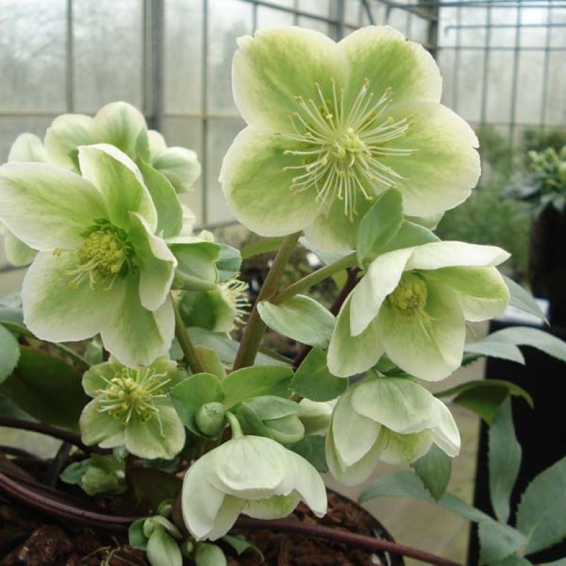 Helleborus nigercors (Blüte)