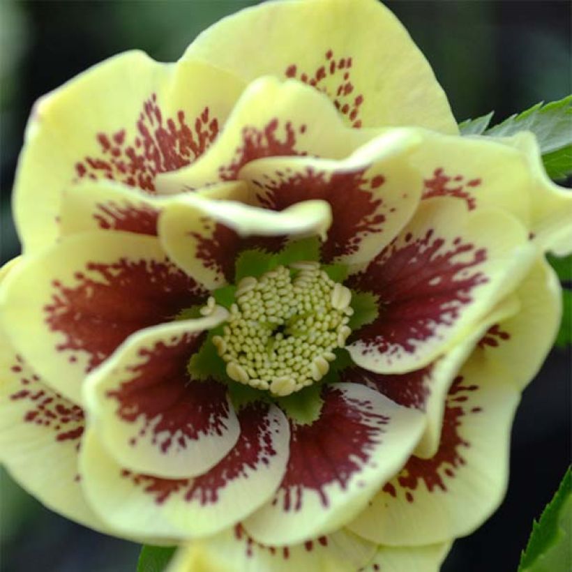 Helleborus orientalis Double Yellow Spotted (Blüte)