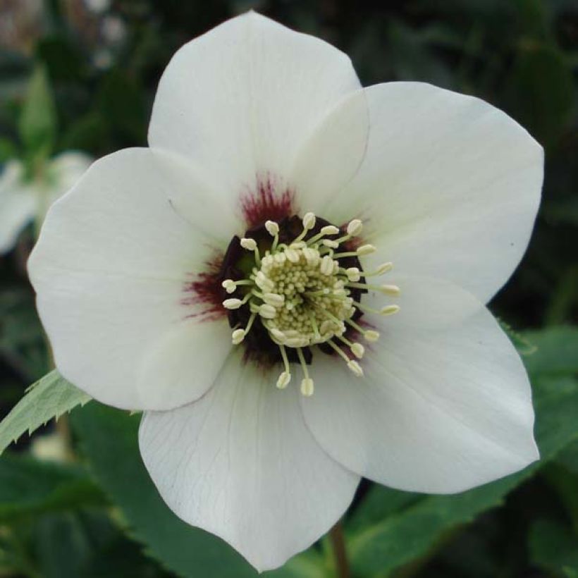 Helleborus orientalis White Red Center (Blüte)