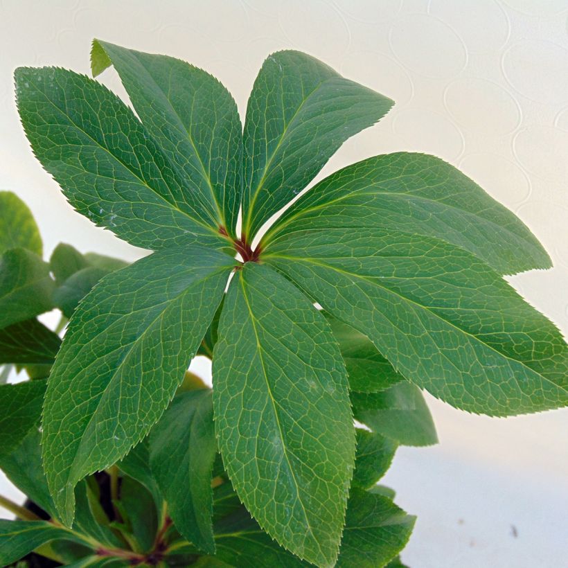 Helleborus orientalis Double Green Spotted (Laub)