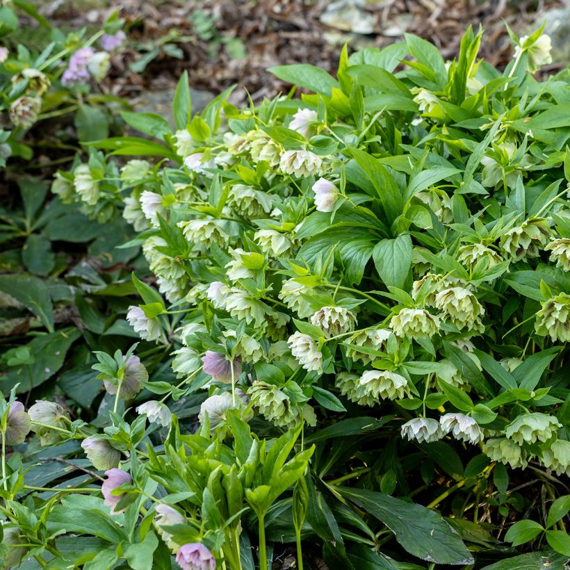 Helleborus orientalis Double Green Spotted (Hafen)