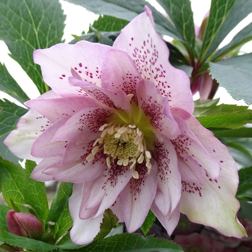 Helleborus orientalis Magic Double Rose (Blüte)