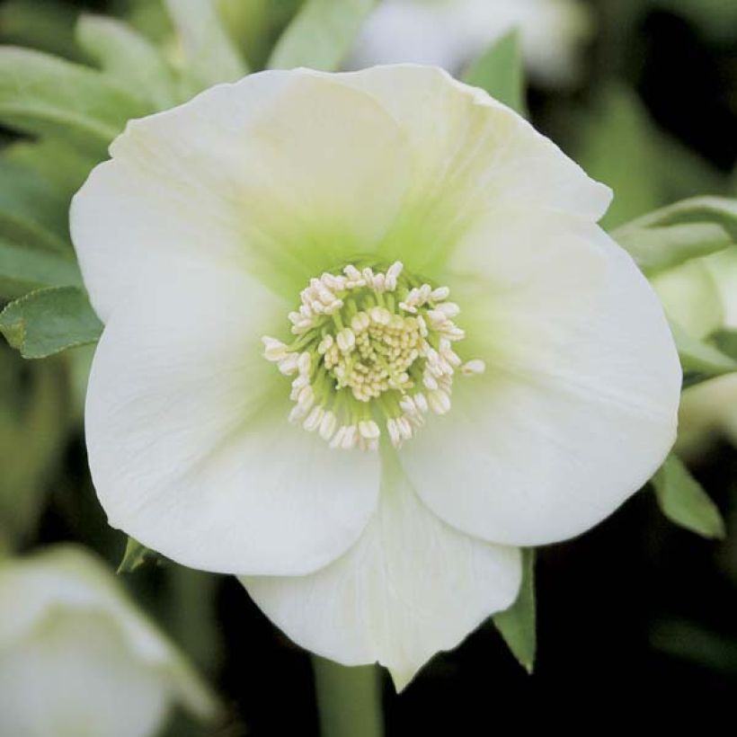 Helleborus orientalis White (Blüte)