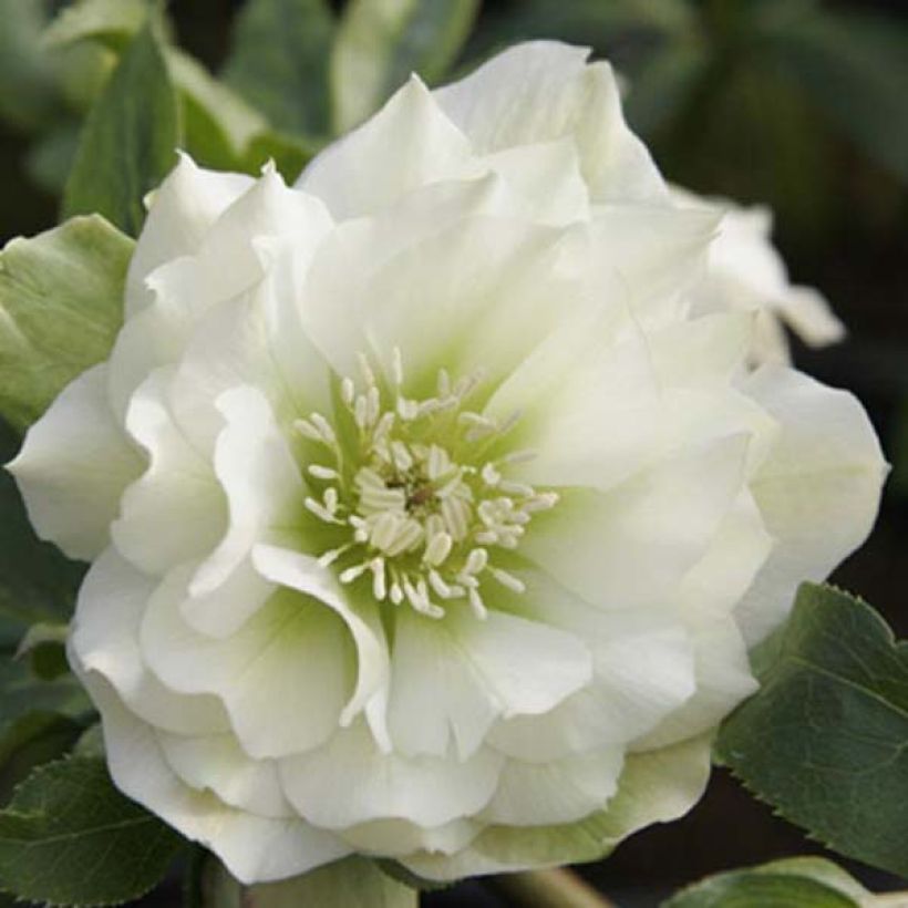 Helleborus orientalis Double White (Blüte)