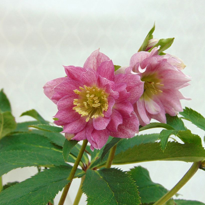 Helleborus torquatus Party Dress Hybriden (Blüte)