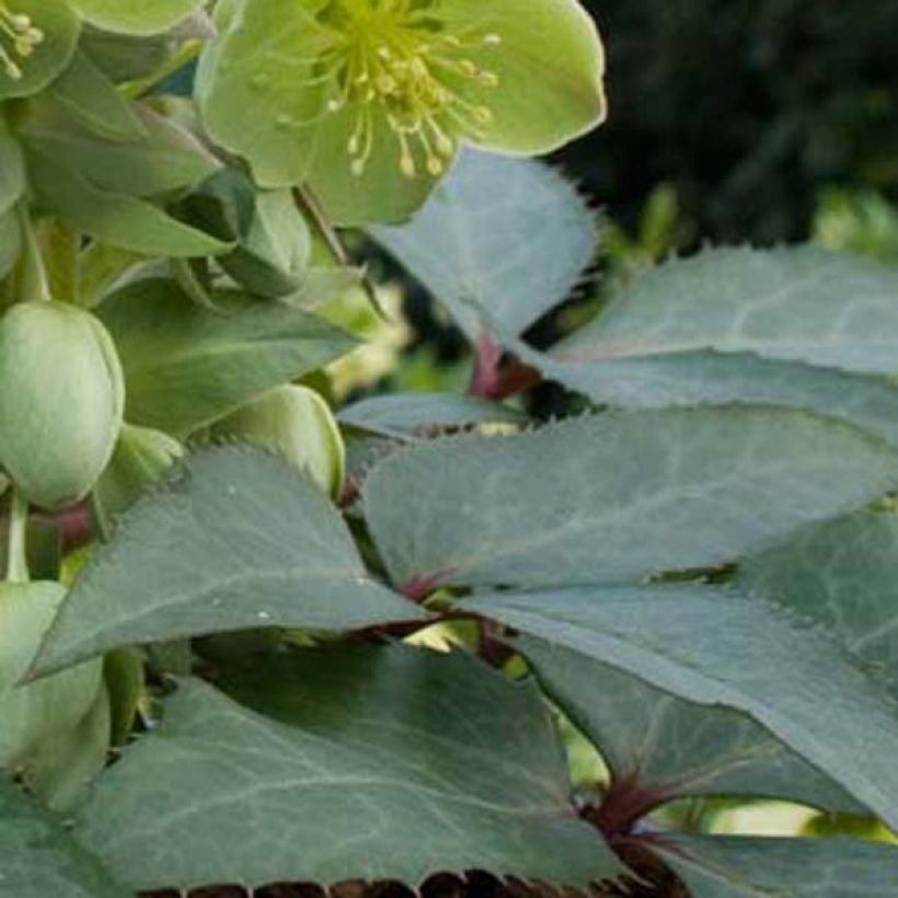 Helleborus sternii - Nieswurz-Hybride (Laub)