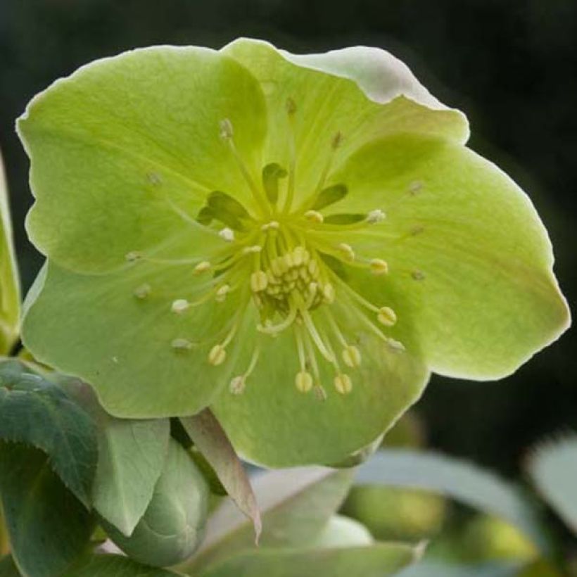 Helleborus sternii - Nieswurz-Hybride (Blüte)