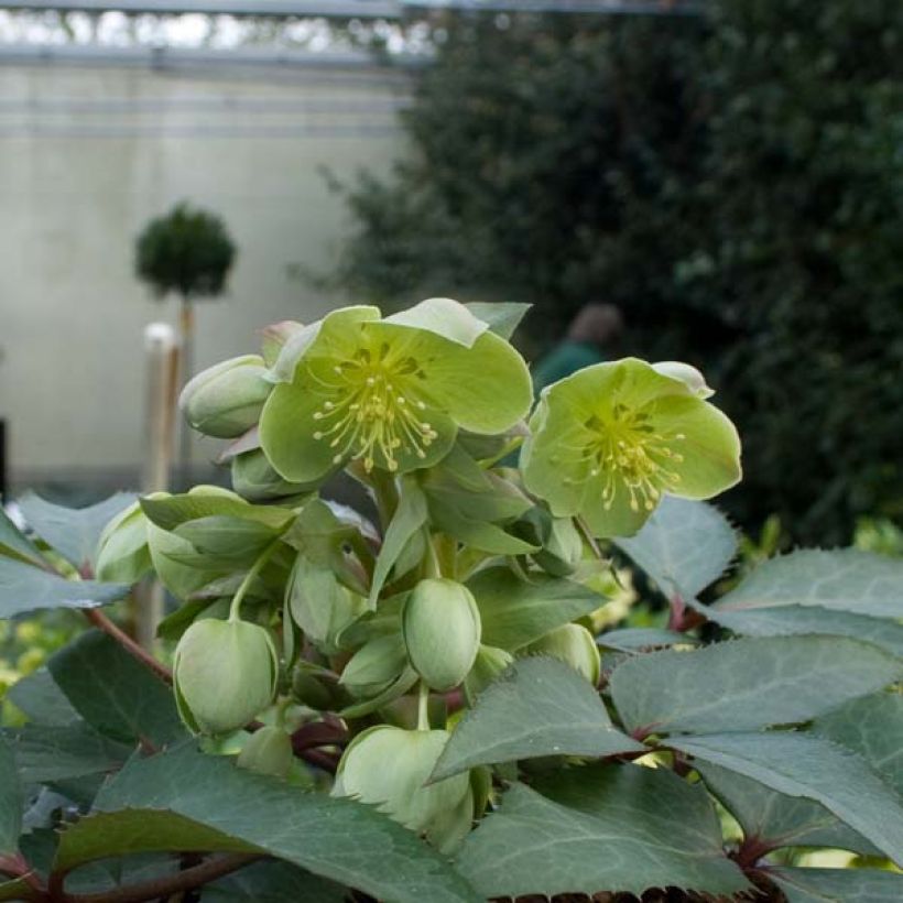 Helleborus sternii - Nieswurz-Hybride (Hafen)