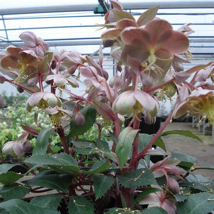 Helleborus sternii Boughton Beauty - Nieswurz-Hybride (Hafen)