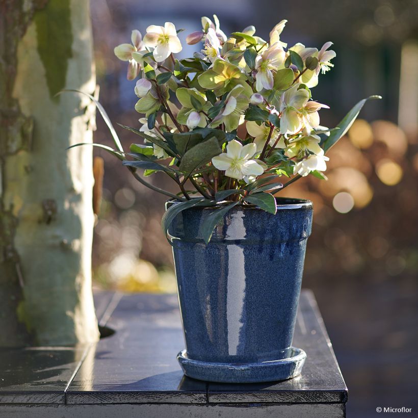 Helleborus orientalis ViV Valeria (Hafen)