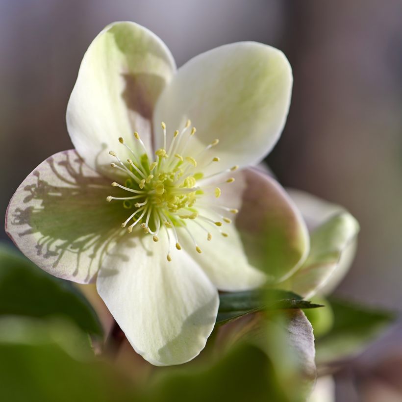 Helleborus orientalis ViV Valeria (Blüte)