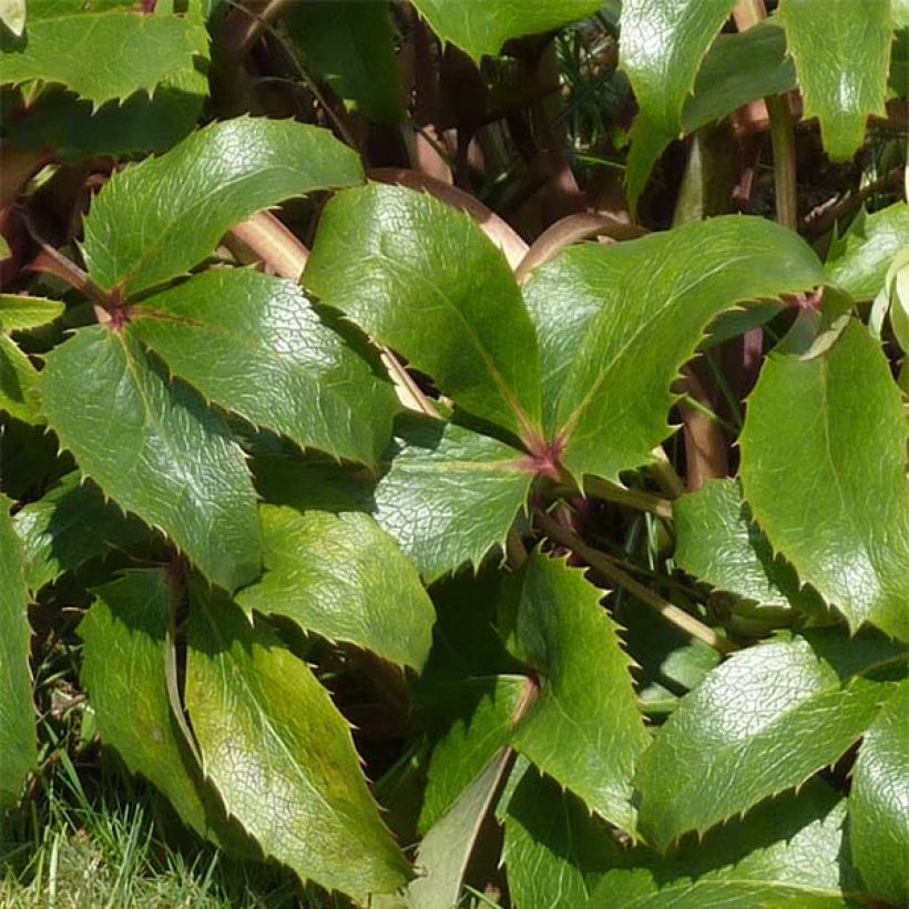 Helleborus argutifolius - Korsische Nieswurz (Laub)