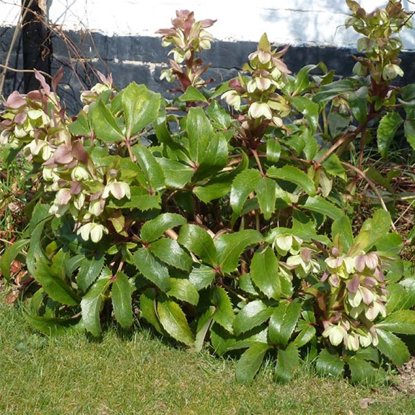 Helleborus argutifolius - Korsische Nieswurz (Hafen)