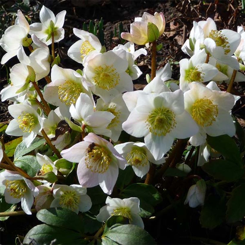 Helleborus niger - Schwarze Nieswurz (Blüte)