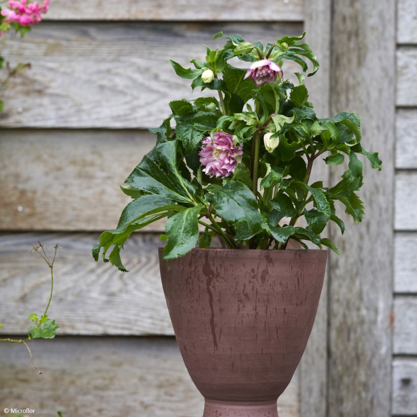 Helleborus orientalis ViV Stefania (Hafen)