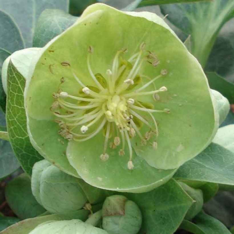 Helleborus sternii Remi - Nieswurz-Hybride (Blüte)