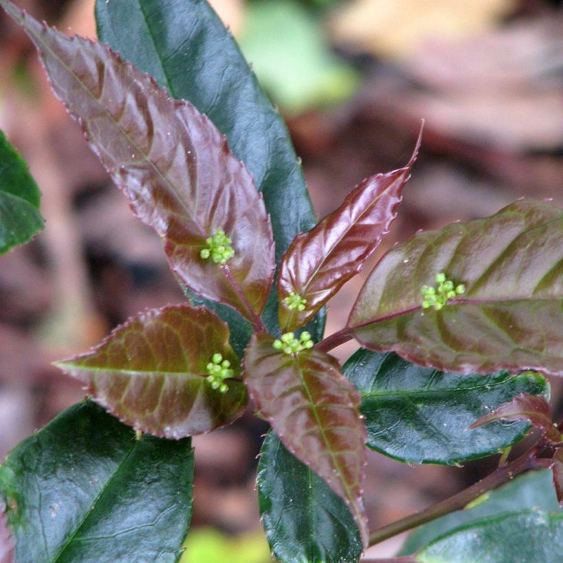 Helwingia chinensis - Chinesischer Helwingie (Blüte)