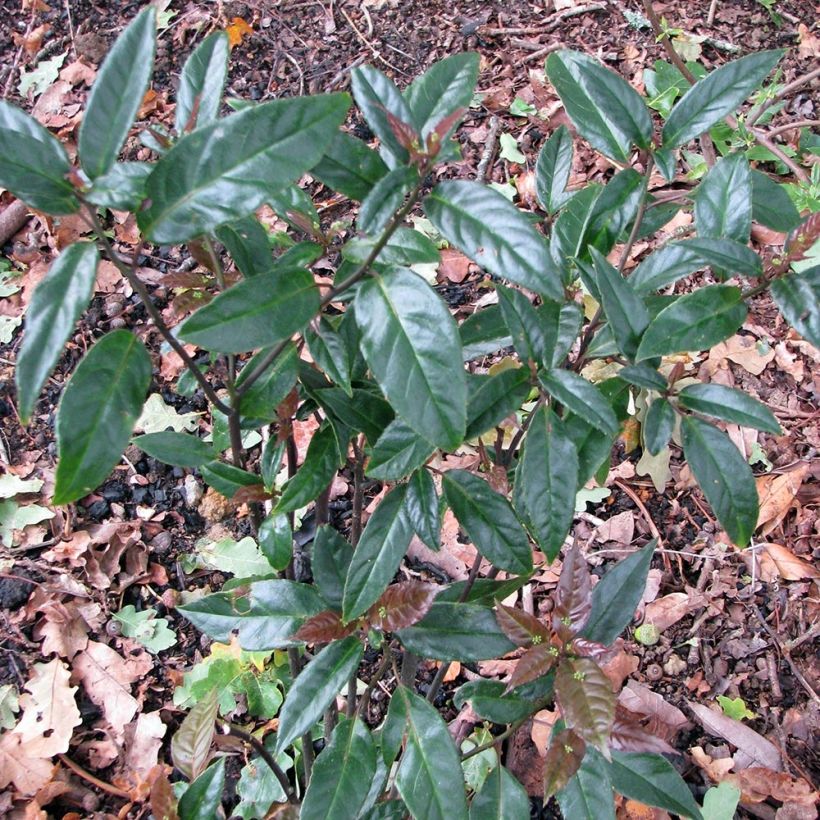 Helwingia chinensis - Chinesischer Helwingie (Hafen)