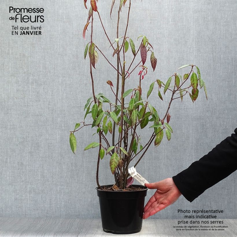 Exemplar von Helwingia chinensis - Helwingie de Chine Pot de 2L/3L wie im Winter geliefert