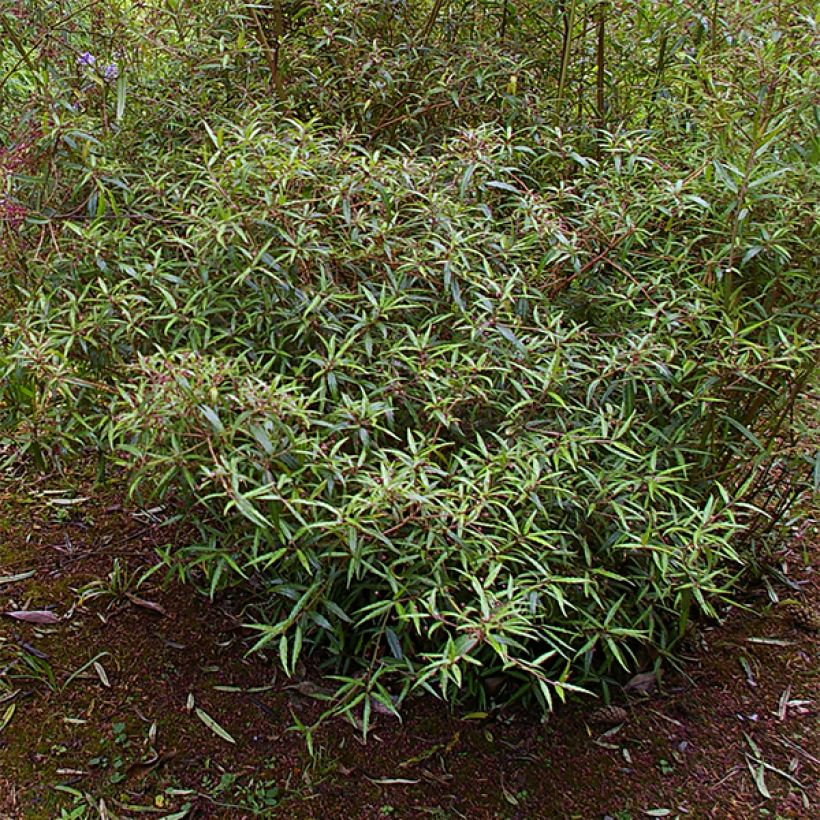 Helwingia chinensis Narrow Leaves - Chinesischer Helwingie (Hafen)