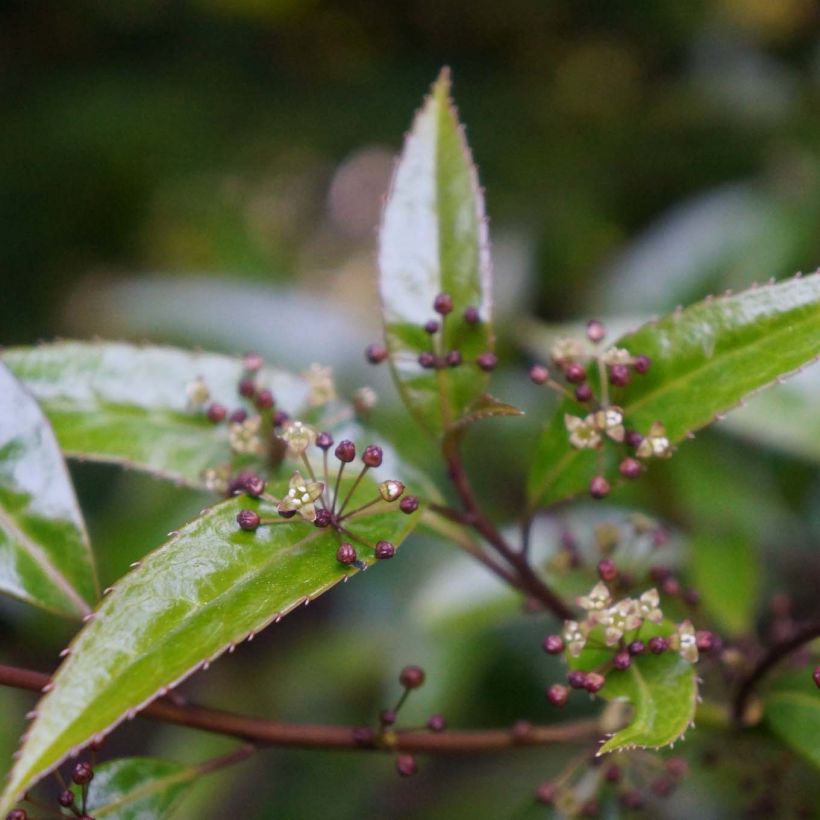 Helwingia himalaica (Blüte)