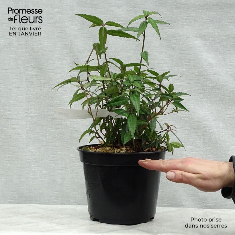 Exemplar von Helwingia himalaica - Helwingie de l'Himalaya Pot de 3L/4L wie im Winter geliefert