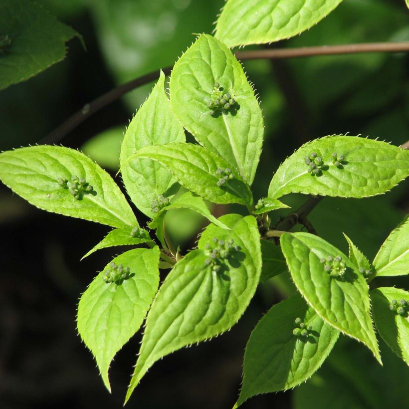 Helwingia japonica (Laub)