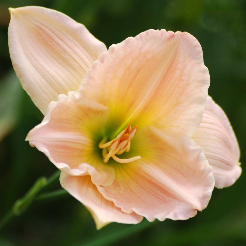 Hemerocallis Ava Michelle - Taglilie (Blüte)