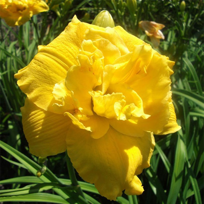 Hemerocallis Betty Wood - Taglilie (Blüte)