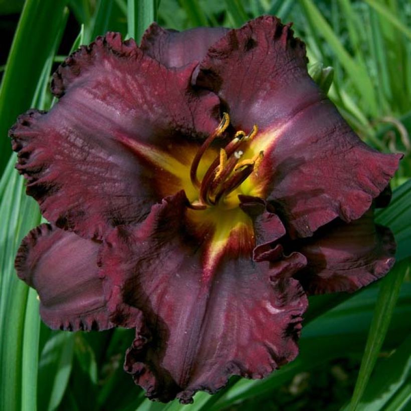 Hemerocallis Black Stockings - Taglilie (Blüte)