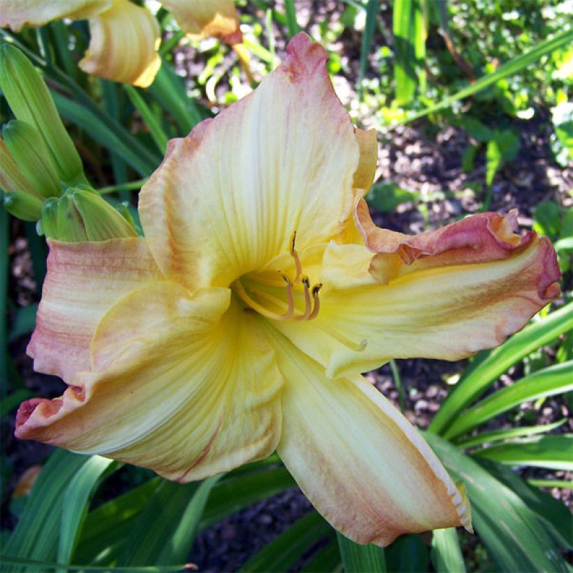 Hemerocallis Boom Town - Taglilie (Blüte)