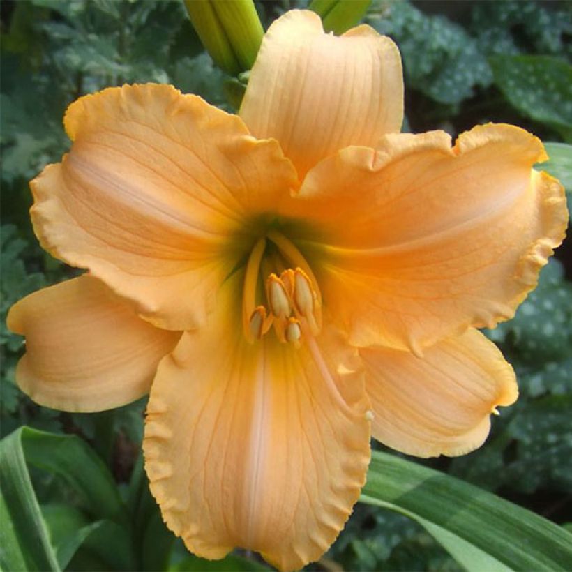 Hemerocallis By Myself - Taglilie (Blüte)