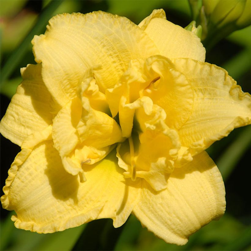 Hemerocallis Cabbage Flower - Taglilie (Blüte)