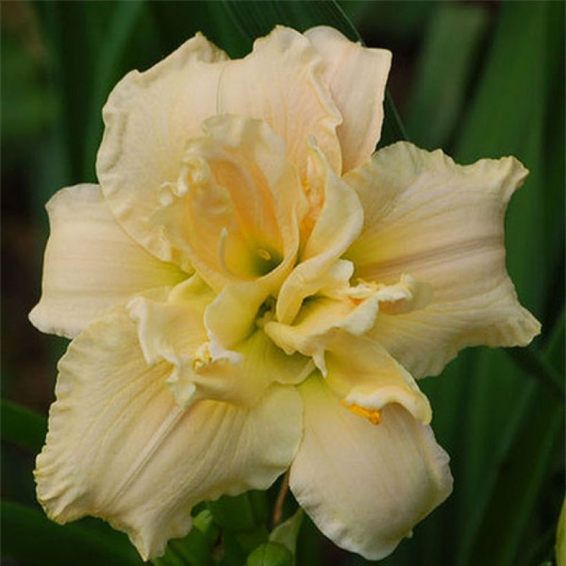 Hemerocallis Chardonnay - Taglilie (Blüte)