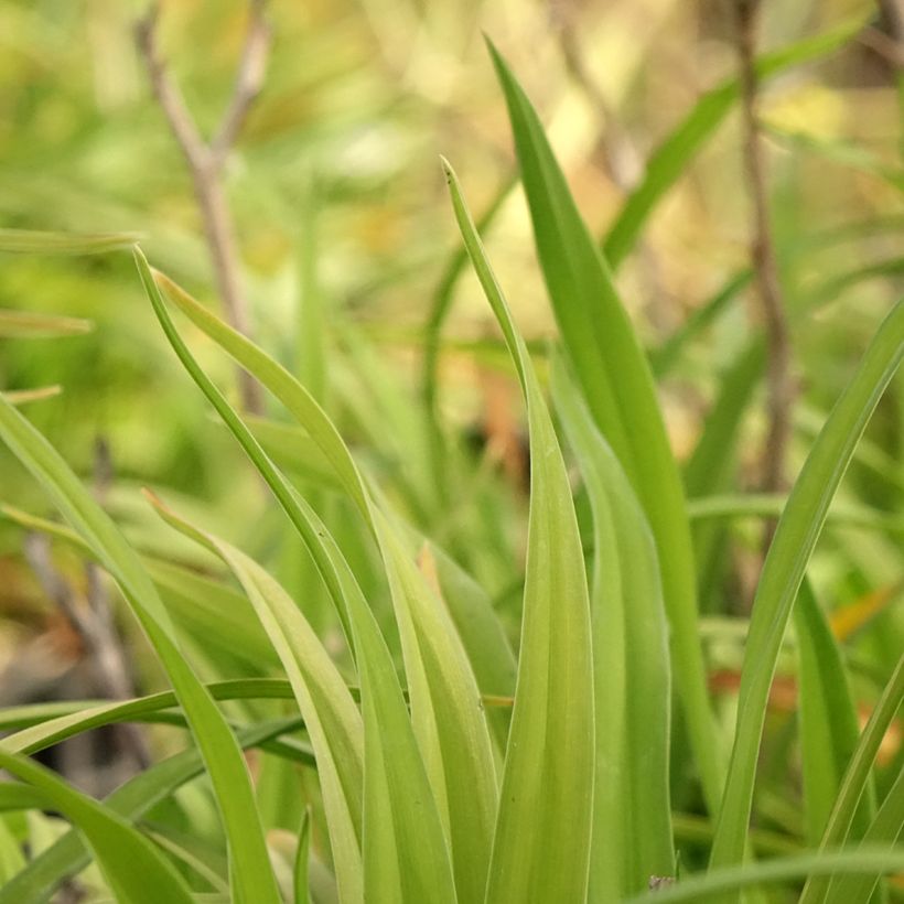 Hemerocallis Chicago Sunrise - Taglilie (Laub)