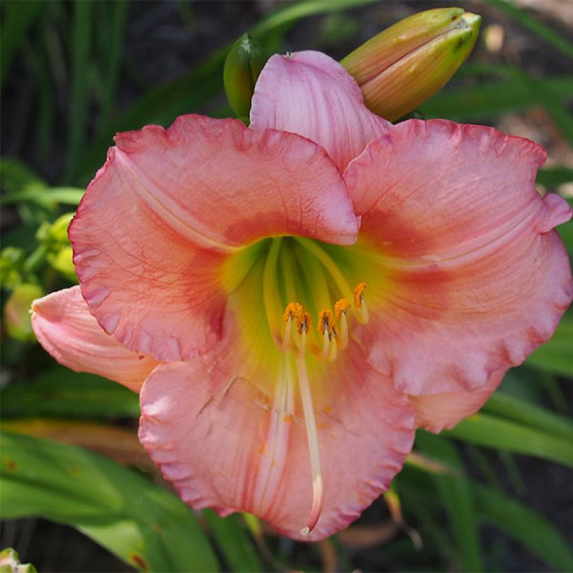 Hemerocallis Chorus Line - Taglilie (Blüte)