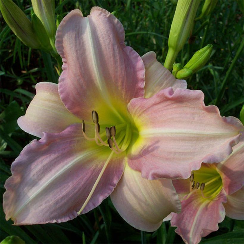 Hemerocallis Chosen Love - Taglilie (Blüte)