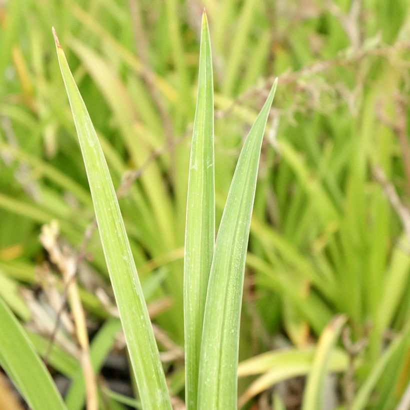 Hemerocallis Condilla - Taglilie (Laub)