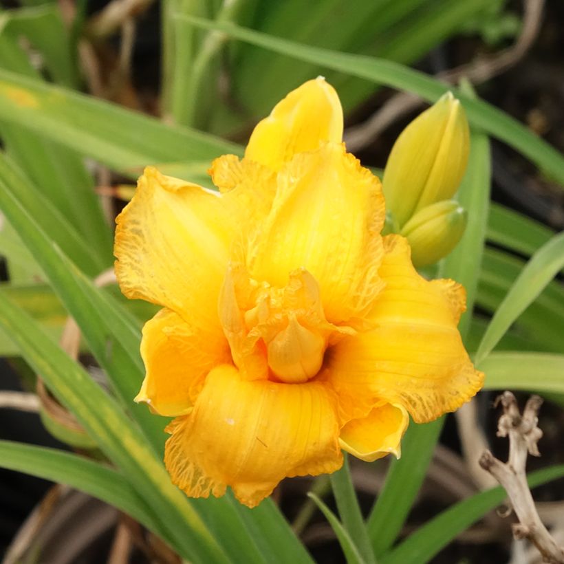 Hemerocallis Condilla - Taglilie (Blüte)