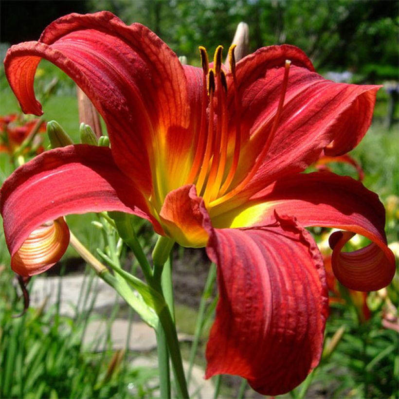 Hemerocallis Crimson Glory - Taglilie (Blüte)