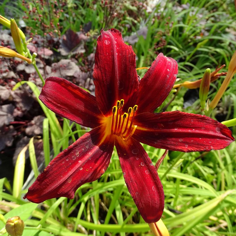 Hemerocallis Crimson Pirate - Taglilie (Blüte)