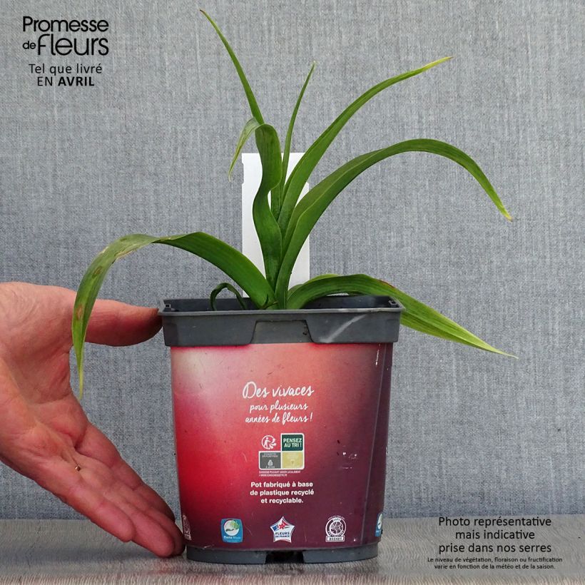 Exemplar von Hemerocallis Crimson Pirate - Taglilie Topf mit 2L/3L wie im Frühjahr geliefert