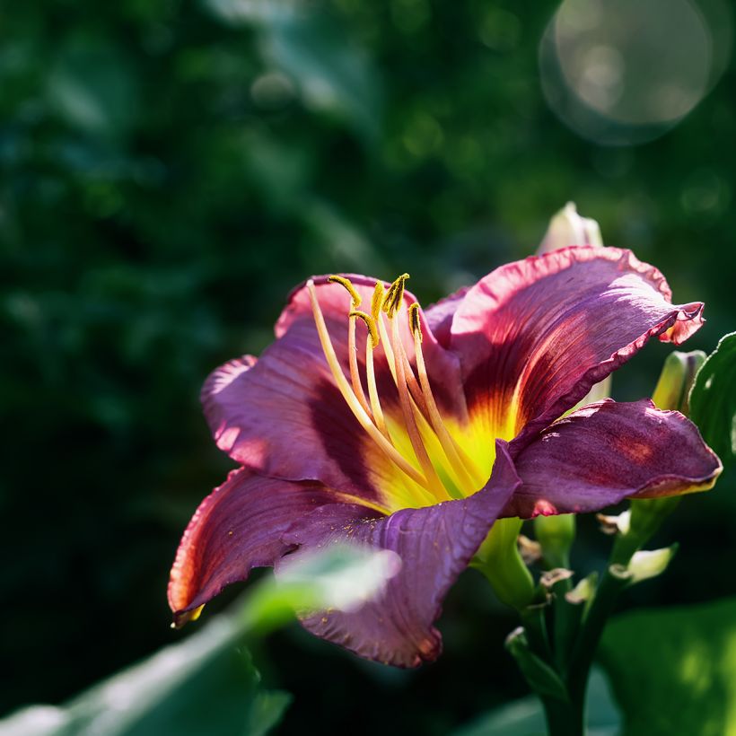 Hemerocallis Daring Deception - Taglilie (Blüte)