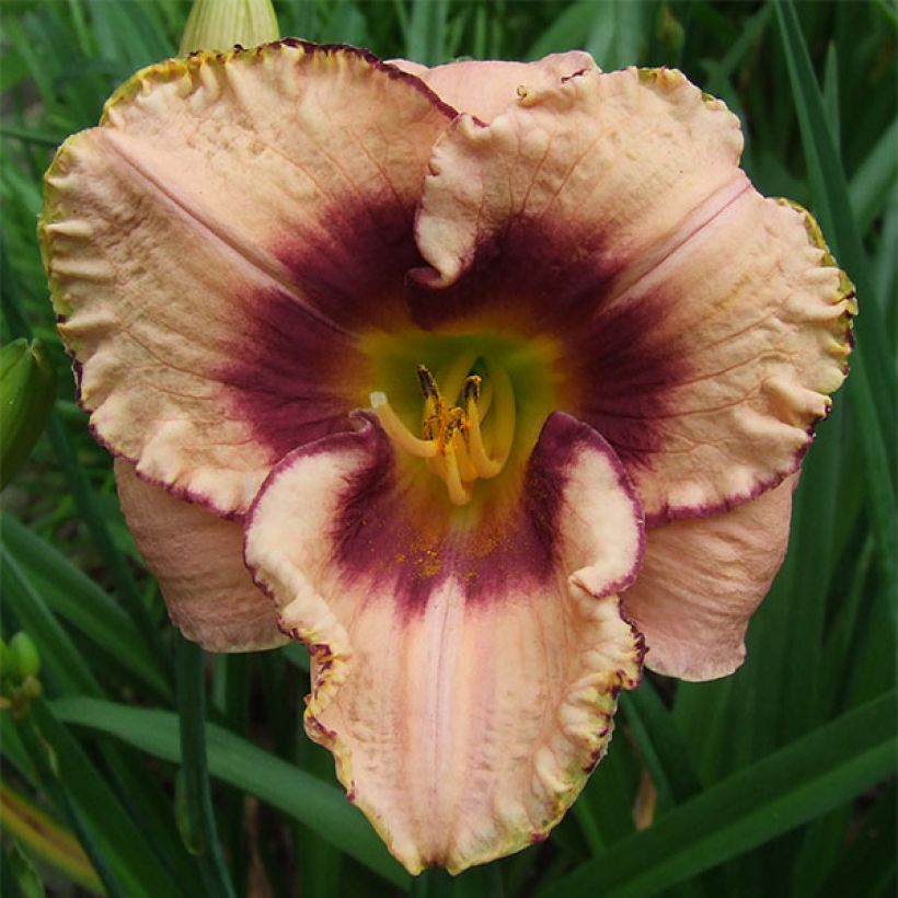 Hemerocallis Daring Dilemma - Taglilie (Blüte)