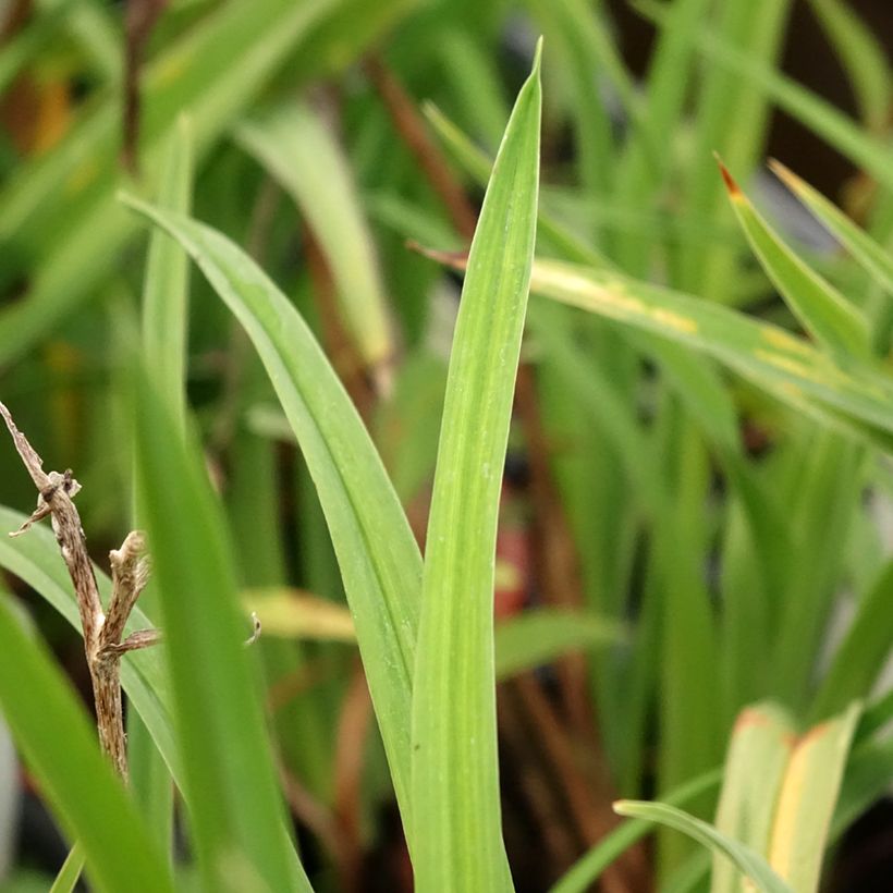 Hemerocallis Double Dream - Taglilie (Laub)