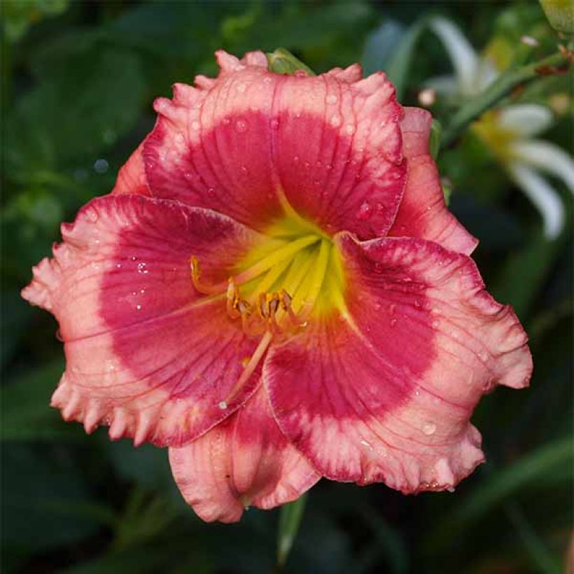 Hemerocallis Dragons Eye - Taglilie (Blüte)