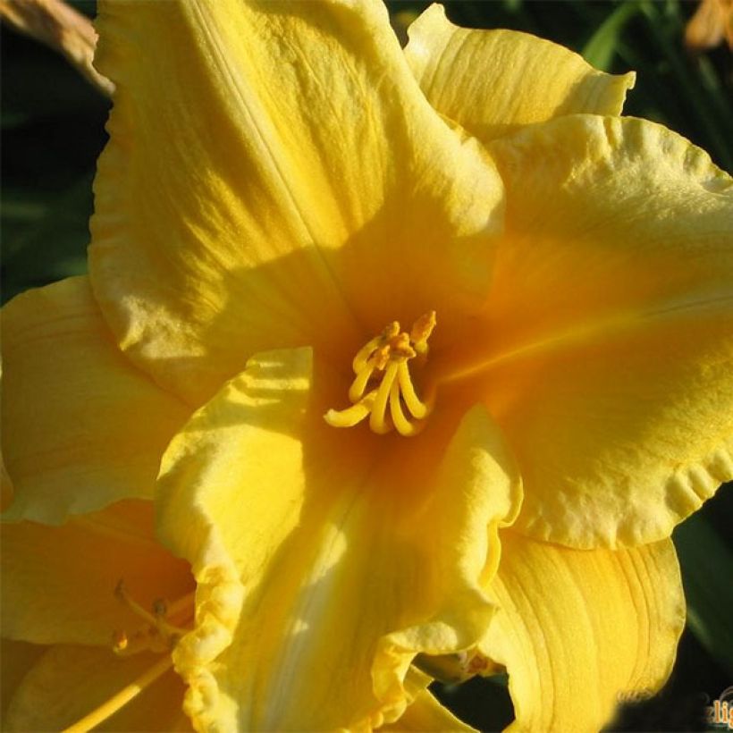 Hemerocallis Ed Kirchhoff - Taglilie (Blüte)