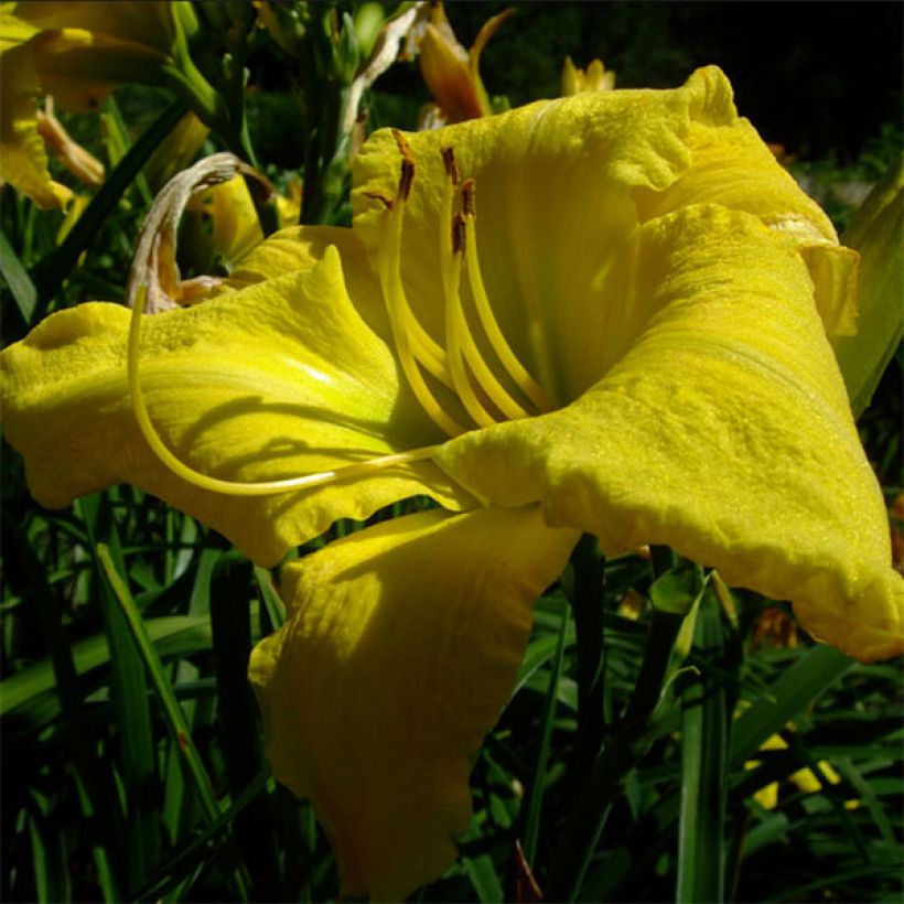 Hemerocallis Evening Bell - Taglilie (Blüte)